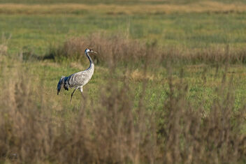 Kranich / Common Crane - Kostenloses image #485241